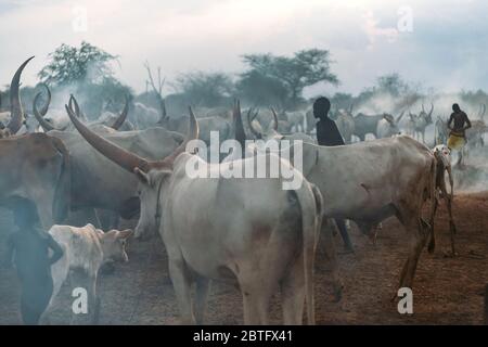 MUNDARI STAMM, SÜDSUDAN - 11. MÄRZ 2020: Menschen weiden mageren Kühe mit großen scharfen Hörnern unter Rauch in Savanne im Südsudan in Stockfoto