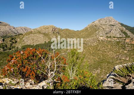 Puig de Galatzó, 1027 Metros de altura, Sierra de Tramuntana, Mallorca, Balearen, Spanien. Stockfoto