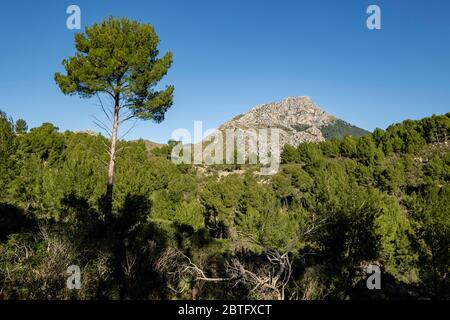 pinos de Alepo, Puig de Galatzó, 1027 metros de altura, Sierra de Tramuntana, Mallorca, Balearen, Spanien. Stockfoto