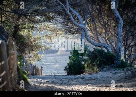 Senderismo en Volta des General, Paraje Natural de la Sierra de la Tramuntana, Banyalbufar, Mallorca, Balearen, Spanien. Stockfoto