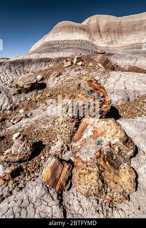 Versteinertes Holz und Badlands, Blue Mesa Trail, Petrified Forest National Park, Arizona USA Stockfoto