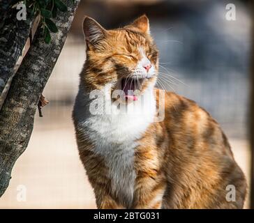 Porträt einer Ingwer-Katze mit grünen Augen, weißem Fell und Streifen. Stockfoto