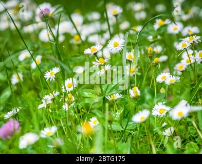 Eine Wiese oder ein Feld voller grüner Gras und kleiner Blumen. Stockfoto