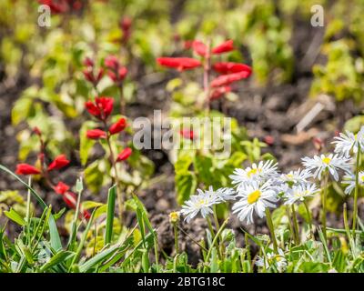 Eine Wiese oder ein Feld voller grüner Gräser und kleiner gelber Blüten. Unscharfer selektiver Fokus mit Chamomiles oder Matricaria recutita auf einem Feld. Stockfoto