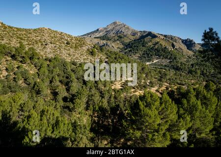 pinos de Alepo, Puig de Galatzó, 1027 metros de altura, Sierra de Tramuntana, Mallorca, Balearen, Spanien. Stockfoto