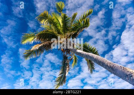 Stamm und Krone einer Palme mit Kokosnüssen, die in einen blauen Himmel mit flauschigen Wolken reichen Stockfoto