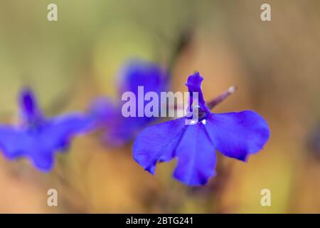 Makroaufnahme von Randlobelia (lobelia erinus) Blüten Stockfoto