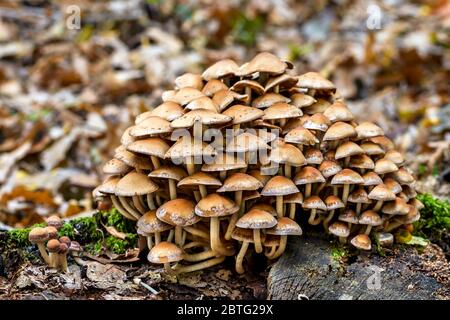 Eine große Gruppe von Pilzen im Wald wächst auf einem alten Holzstumpf mit grünem Moos. Stockfoto