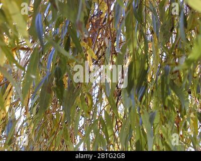 Blätter, Weide (SALIX lat.) Stockfoto