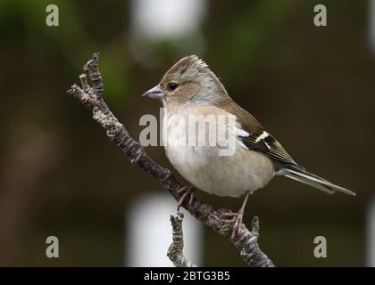 Weibliche Chaffinch (Fringilla coelebs) ist ein weit verbreiteter und weit verbreiteter Fimpel in Großbritannien und Europa Stockfoto