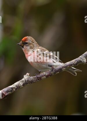 Männchen Lesser Redpoll (Acanthis Kabarett) im Sommer ist ein kleiner Singvogel in der Finkenfamilie, die hier in Glasgow, Schottland, Großbritannien, zu sehen ist Stockfoto