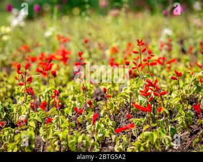 Eine Wiese oder ein Feld voller grüner Gras und kleiner Blumen. Unscharf selektiver Fokus . Stockfoto