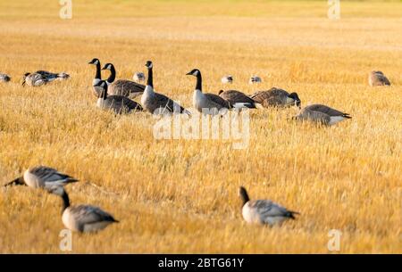 Herde wilder Gänse, die sich auf geerntetem Maisfeld füttern. Kleine Herde, sonniger Tag auf schwedischer Landschaft Stockfoto