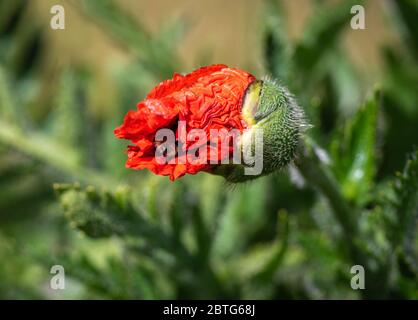 Eine leuchtend rote Blume des Papaver somniferum oder auch bekannt als Mohn-Öffnungspflanze in einem Garten in Südengland, Großbritannien Stockfoto