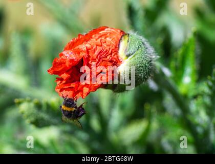 Eine weiße Schwanzhummel (Bombus lucorum), die sich im Frühjahr in Großbritannien an einer auftauchenden roten Blume einer Mohnpflanze (Papaver somniferum) in einem Garten festklammert Stockfoto