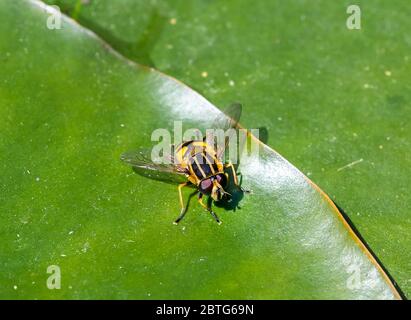 Nahaufnahme einer Hoverfly oder auch Syrphid Fliege oder Blumenfliege genannt, die auf dem Blatt einer Seerose bei einem Teich in einem Garten in Südengland, Großbritannien ruht Stockfoto