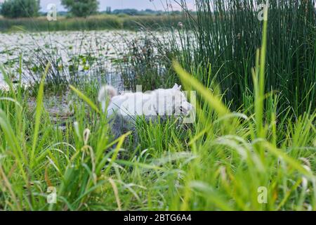 Weißer Husky Hund Wandern in der Natur, See, Wiese Stockfoto