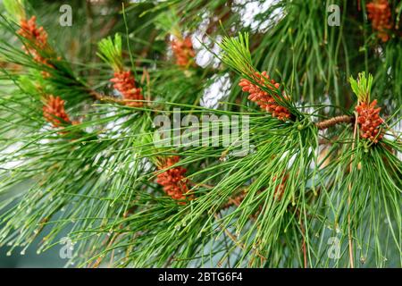 Kiefernzweige mit Zapfen nach Regen. Natur nach Regen im Frühling. Stockfoto