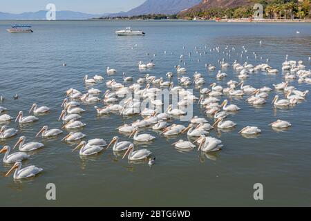 Gruppe von weißen Pelikanen und Möwen auf dem ruhigen Wasser des Sees Chapala mit Motorbooten und der Küste im Hintergrund, sonniger Tag im Bundesstaat Jal Stockfoto