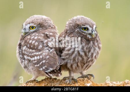 Zwei kleine Eule, Athene noctua, auf einem Stein sitzend. Junge Vögel. Nahaufnahme. Stockfoto