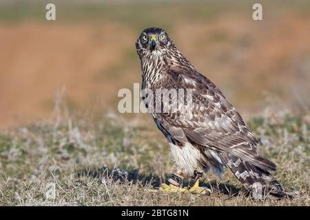 Greifvögel junger nördlicher Habicht, Accipiter gentilis. Stockfoto