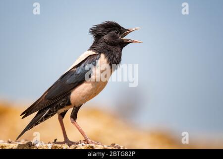 Rosiger Stern (Sturnus roseus) sitzt auf einem Stein mit offenem Schnabel. Stockfoto