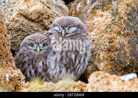 Zwei junge Eule (Athene noctua), die auf einem Stein in der Nähe ihrer Höhlen steht. Nahaufnahme.