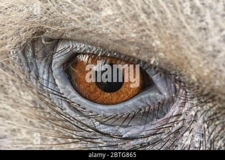 Adleraugen schließen sich zusammen, Augen eines Gänsegeiers. Stockfoto