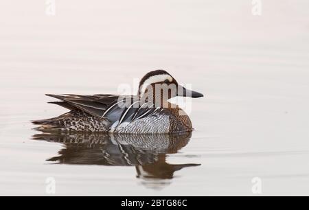 Männliche Garganey Duck (Anas querquedula) im Wasser. Stockfoto