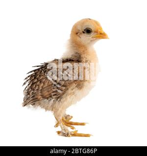 Küken von bantam silkie isoliert auf weißem Hintergrund. Stockfoto