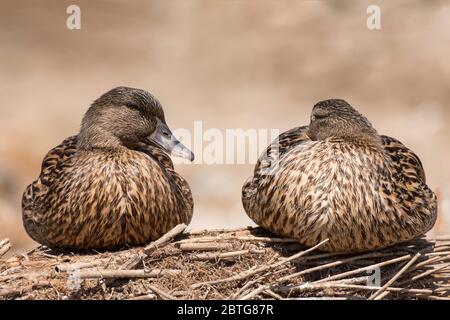 Zwei weibliche Wildente (Anas platyrhynchos). Mallard ruht auf einem Schilfhaufen Stockfoto