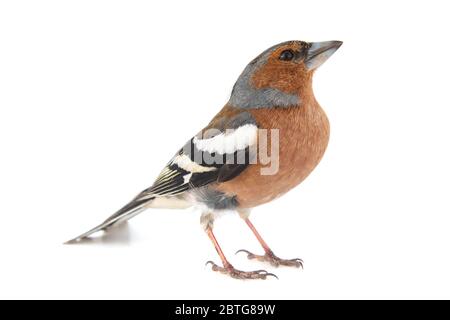 Männlicher Chaffinch, Fringilla Coelebs, isoliert auf weißem Hintergrund Stockfoto