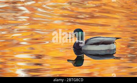 Mallard Ente auf einer schönen Wasseroberfläche. Anas platyrhynchos. Männlich. Stockfoto