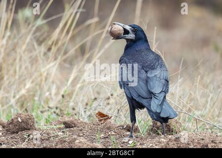 Der Rook, Corvus frugilegus, steht mit einer Nuss im Schnabel. Stockfoto