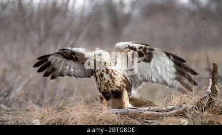 Der raubbbeinige Buzzard, Buteo lagopus, steht auf dem Boden mit offenen Flügeln. Stockfoto