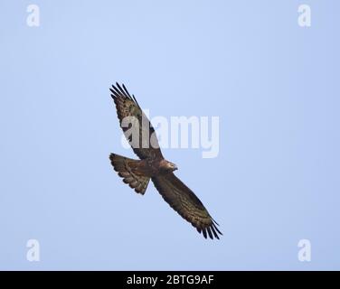 Ein großer Falke gleitet auf klarem blauen Himmel Stockfoto