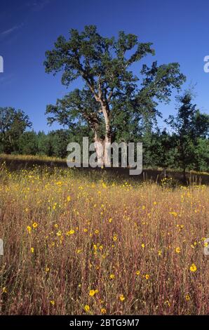 Oak, Indian Grinding Rock State Historic Park, Kalifornien Stockfoto