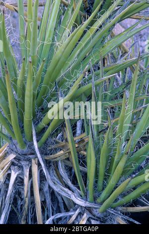 Mojave yucca, Joshua Tree National Park, Kalifornien Stockfoto