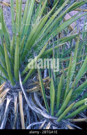 Mojave yucca, Joshua Tree National Park, Kalifornien Stockfoto