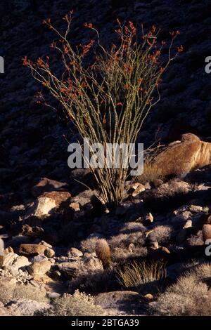 Ocotillo (Fouquieria splendens) in Mountain Palm Springs Gegend, Anza Borrego Desert State Park, Kalifornien Stockfoto