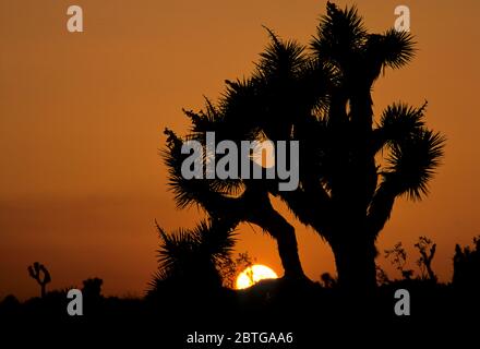 Joshua Baum Sonnenuntergang, Joshua Tree Nationalpark, Kalifornien Stockfoto