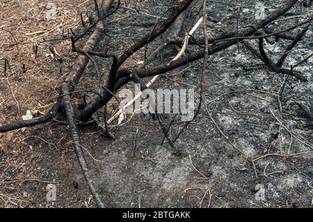 Haufen verbrannter Äste, ein Baum nach einem Waldbrand. Folge des Waldbrands.das Ergebnis des unvorsichtigen Kontakts des Menschen mit der Natur. Stockfoto