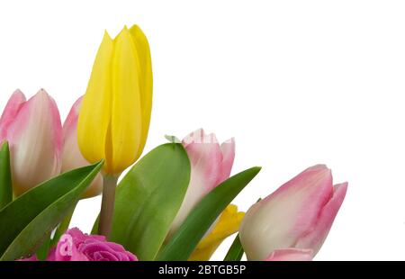 Rosa und gelbe Tulpen isoliert auf weißem Hintergrund Stockfoto