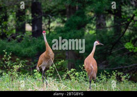 Paar Sandhill Cranes (Grus canadensis) im Mai in Wausau, Wisconsin, horizontal Stockfoto