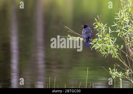 Männchen Rotflügeliger Schwarzvogel (Agelaius phoeniceus) thront im Frühjahr auf einem Ast, horizontal Stockfoto