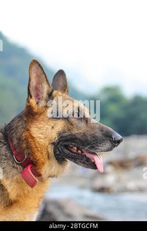 Porträt von ernsthaften deutschen Schäferhund und starrte auf jemanden Stockfoto