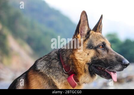 deutscher Schäferhund mit schlaffen Ohren und starrend auf jemand Augen weit offen Stockfoto