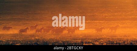 Goldener warmer Sonnenuntergang und die Pferde im Tal. Stockfoto