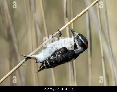 Nahaufnahme von kleinen schwarzen, weißen und roten nordamerikanischen Vogel, Downey Specht (Dryobates pubescens) hängen von einem Schilf in Sumpf, Quebec, Kanada Stockfoto