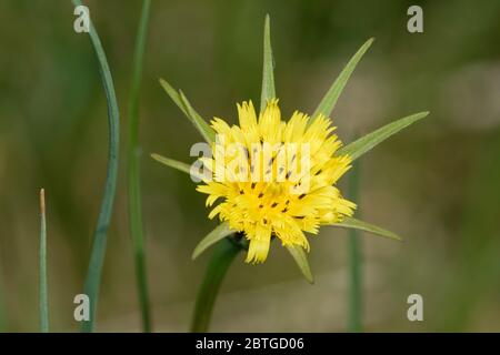 Goatsbeard - Tragopogon pratensis auch bekannt als Jack-go-to-bed-at-noon Stockfoto